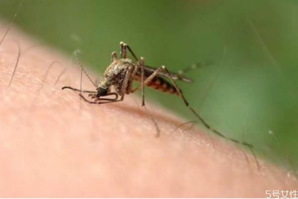 床頭放什么防蚊子 睡覺防蚊子的最好辦法 床頭放什么防蚊子 睡覺防蚊子的最好辦法