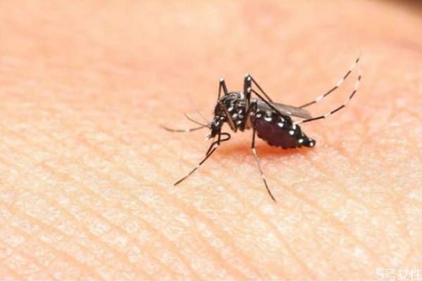 床頭放什么防蚊子 睡覺防蚊子的最好辦法 床頭放什么防蚊子 睡覺防蚊子的最好辦法