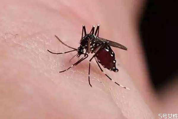 被蚊子咬了怎么止癢消腫 蚊子為什么要吸血 被蚊子咬了怎么止癢消腫 蚊子為什么要吸血