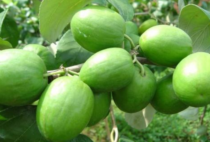 青棗泡酒可以用白酒嗎 青棗泡酒多少度好 青棗泡酒可以用白酒嗎 青棗泡酒多少度好