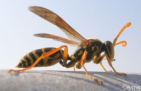 黃蜂泡酒怎么制作 黃蜂泡酒的功效 黃蜂泡酒怎么制作 黃蜂泡酒的功效