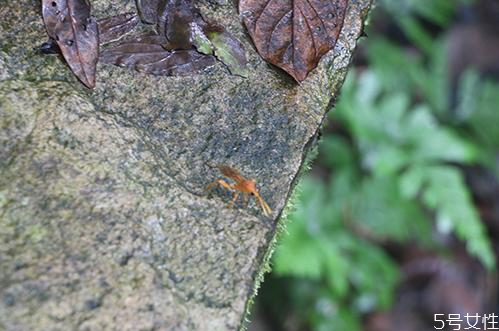 怎么判斷體內(nèi)有無蜱蟲 蜱蟲會寄生在人身上嗎 怎么判斷體內(nèi)有無蜱蟲 蜱蟲會寄生在人身上嗎