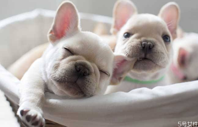 小孩子多大可以養(yǎng)寵物 家里有寶寶養(yǎng)什么狗好 小孩子多大可以養(yǎng)寵物 家里有寶寶養(yǎng)什么狗好