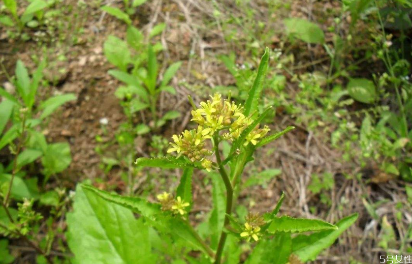 野葛菜的功效與作用 葛菜煲生魚的功效 野葛菜的功效與作用 葛菜煲生魚的功效