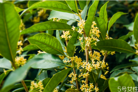 桂花籽能吃嗎 桂花籽的作用與功效 桂花籽能吃嗎 桂花籽的作用與功效