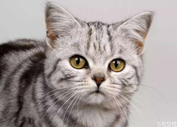 貓什么時(shí)候絕育最好 公貓最佳絕育時(shí)間 貓什么時(shí)候絕育最好 公貓最佳絕育時(shí)間