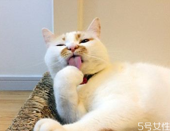 母貓絕育多少錢 母貓不絕育會(huì)怎么樣 母貓絕育多少錢 母貓不絕育會(huì)怎么樣