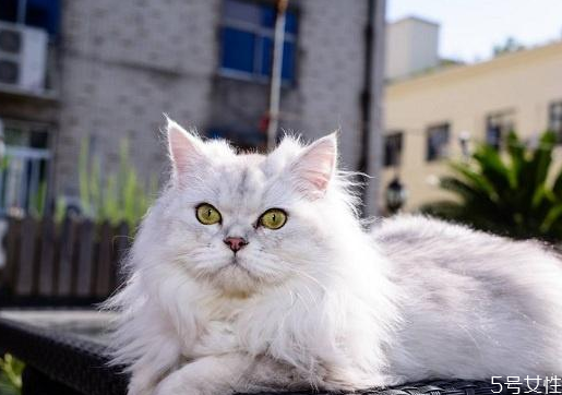養(yǎng)哪種貓比較好 養(yǎng)貓不要養(yǎng)下面5種貓 養(yǎng)哪種貓比較好 養(yǎng)貓不要養(yǎng)下面5種貓