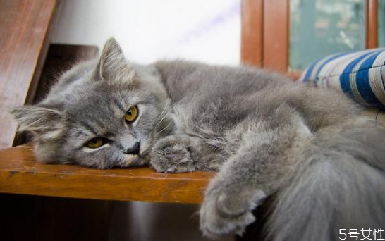 怎么和貓培養(yǎng)感情 快速讓貓信任新主人 怎么和貓培養(yǎng)感情 快速讓貓信任新主人