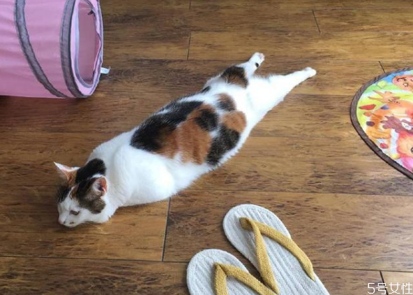 怎么和貓培養(yǎng)感情 快速讓貓信任新主人 怎么和貓培養(yǎng)感情 快速讓貓信任新主人