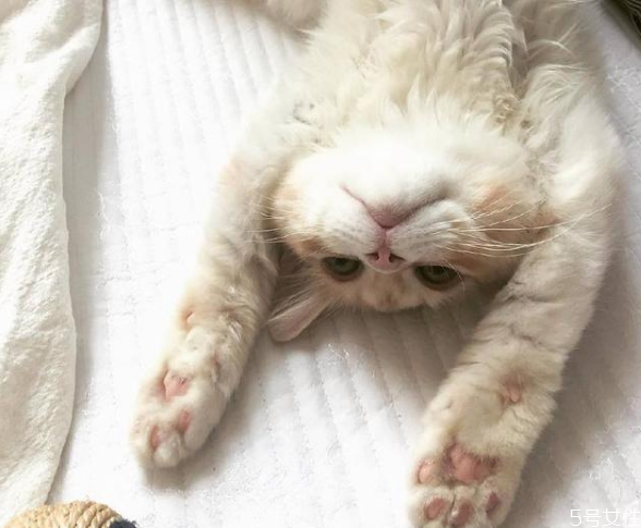 怎么和貓培養(yǎng)感情 快速讓貓信任新主人 怎么和貓培養(yǎng)感情 快速讓貓信任新主人