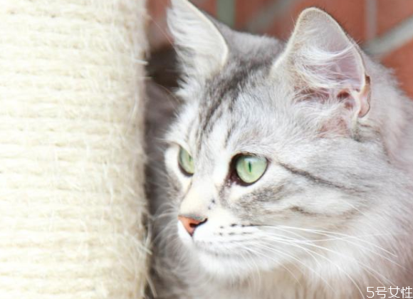 對貓最有效的懲罰 貓的道歉方式 對貓最有效的懲罰 貓的道歉方式