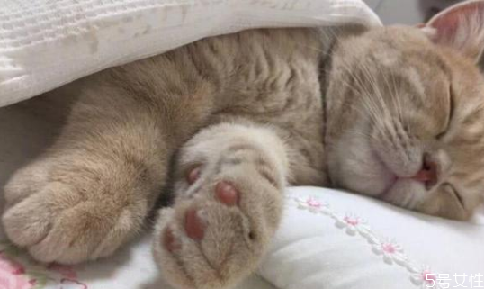 貓為什么喜歡睡床尾 貓咪睡覺位置和主人關(guān)系 貓為什么喜歡睡床尾 貓咪睡覺位置和主人關(guān)系