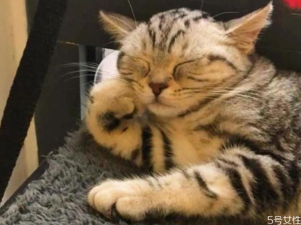 貓為什么喜歡睡床尾 貓咪睡覺(jué)位置和主人關(guān)系