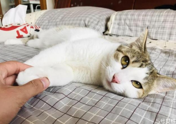 貓對主人的記憶有多久 貓咪換主人會難過嗎