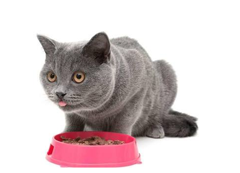 貓咪營養(yǎng)餐怎么做 貓咪營養(yǎng)餐如何搭配 貓咪營養(yǎng)餐怎么做 貓咪營養(yǎng)餐如何搭配