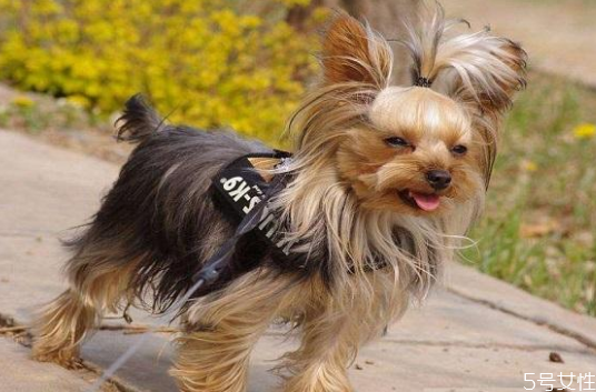 遛狗多長(zhǎng)時(shí)間最合適 早上先遛狗還是先喂食 遛狗多長(zhǎng)時(shí)間最合適 早上先遛狗還是先喂食