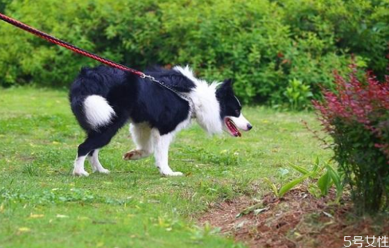 遛狗多長(zhǎng)時(shí)間最合適 早上先遛狗還是先喂食 遛狗多長(zhǎng)時(shí)間最合適 早上先遛狗還是先喂食