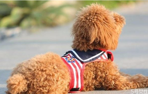 遛狗多長(zhǎng)時(shí)間最合適 早上先遛狗還是先喂食 遛狗多長(zhǎng)時(shí)間最合適 早上先遛狗還是先喂食