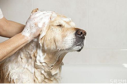 狗狗身上有跳蚤怎么處理 狗跳蚤在人身上能活嗎 狗狗身上有跳蚤怎么處理 狗跳蚤在人身上能活嗎