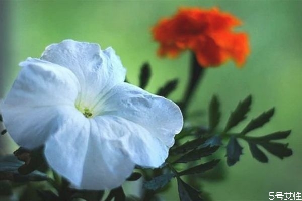 媳婦出軌有挽回成功的嗎 找到妻子出軌的原因 媳婦出軌有挽回成功的嗎 找到妻子出軌的原因