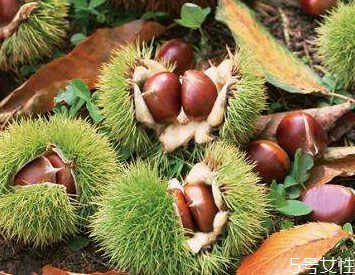 板栗里有蟲子還能吃嗎 板栗有蟲子該怎么去除 板栗里有蟲子還能吃嗎 板栗有蟲子該怎么去除