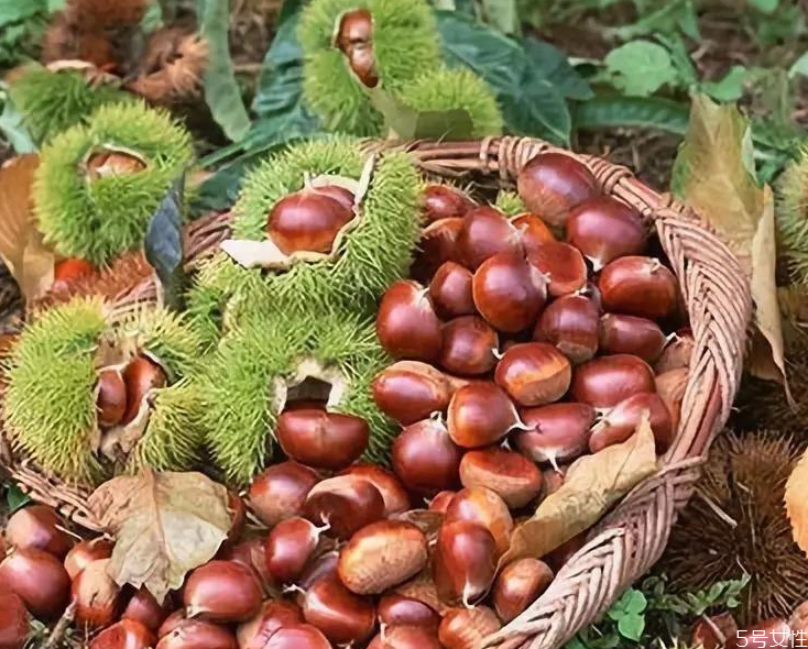 板栗里有蟲子還能吃嗎 板栗有蟲子該怎么去除 板栗里有蟲子還能吃嗎 板栗有蟲子該怎么去除