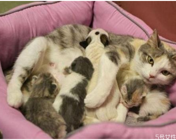 貓咪坐月子吃什么好 產(chǎn)后母貓如何補(bǔ)充營(yíng)養(yǎng) 貓咪坐月子吃什么好 產(chǎn)后母貓如何補(bǔ)充營(yíng)養(yǎng)