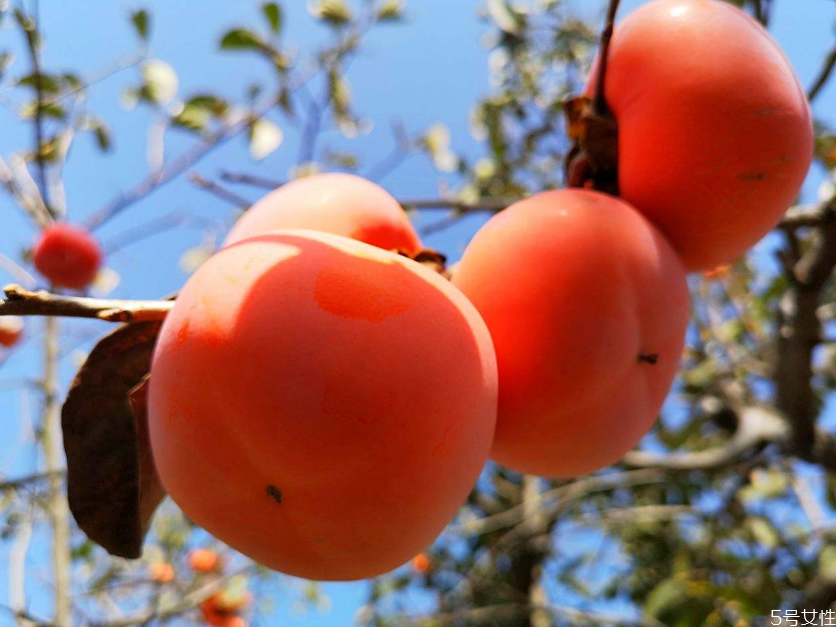 柿子長期儲(chǔ)存方法 柿子怎么冷凍保存 柿子長期儲(chǔ)存方法 柿子怎么冷凍保存