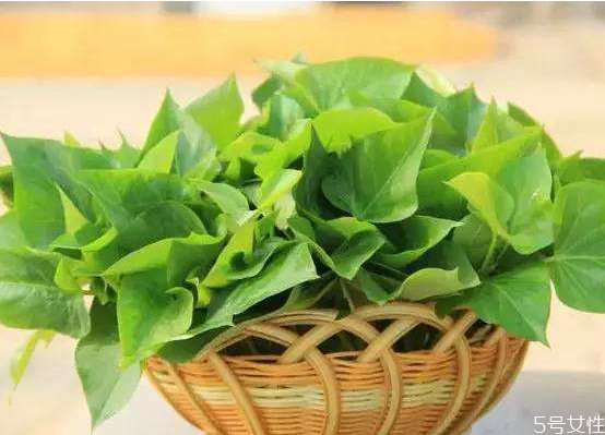 紅薯葉養(yǎng)胃嗎 紅薯葉怎么吃有營(yíng)養(yǎng) 紅薯葉養(yǎng)胃嗎 紅薯葉怎么吃有營(yíng)養(yǎng)