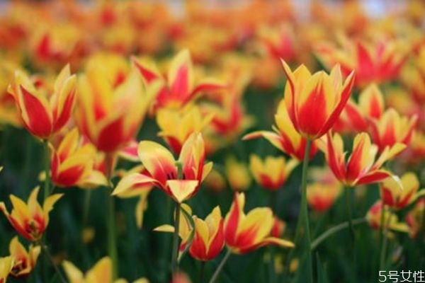 絕情的女人值得愛嗎 絕情女人會(huì)念舊嗎 絕情的女人值得愛嗎 絕情女人會(huì)念舊嗎