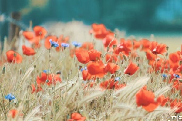 絕情的女人值得愛嗎 絕情女人會(huì)念舊嗎 絕情的女人值得愛嗎 絕情女人會(huì)念舊嗎