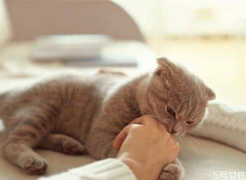 貓咪咬主人手代表什么 貓咪咬完又舔我什么意思 貓咪咬主人手代表什么 貓咪咬完又舔我什么意思