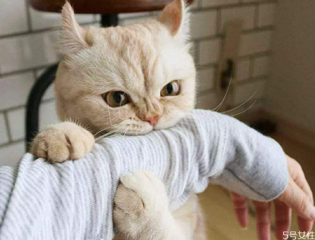 被貓抓了多久確認(rèn)沒事 被貓抓傷發(fā)病的前兆 被貓抓了多久確認(rèn)沒事 被貓抓傷發(fā)病的前兆