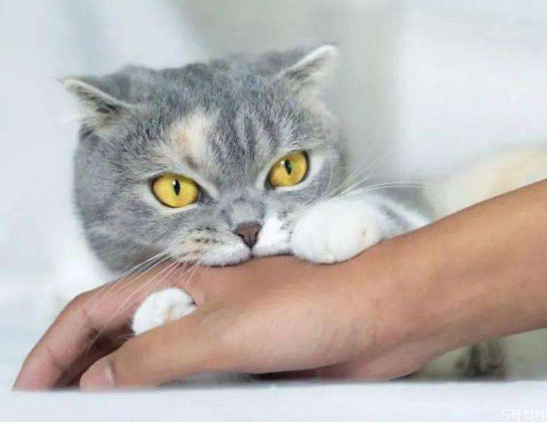 被貓抓多久內(nèi)打針有效 被貓抓傷最晚多久打針 被貓抓多久內(nèi)打針有效 被貓抓傷最晚多久打針