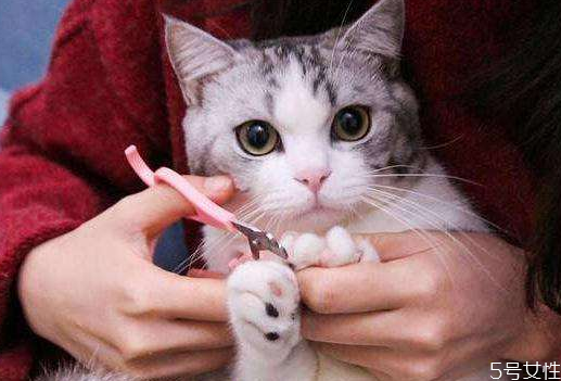 貓咪剪指甲剪出血了怎么辦 貓咪指甲出血會自愈嗎 貓咪剪指甲剪出血了怎么辦 貓咪指甲出血會自愈嗎