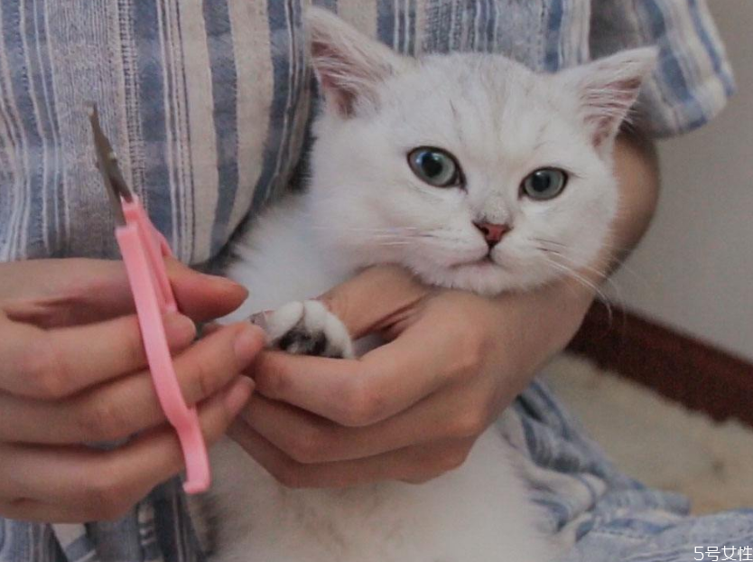 貓咪剪指甲剪出血了怎么辦 貓咪指甲出血會自愈嗎 貓咪剪指甲剪出血了怎么辦 貓咪指甲出血會自愈嗎