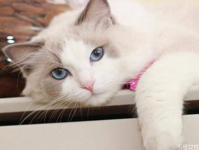 貓咪剪到血線怎么辦 貓剪指甲剪到血線的后果 貓咪剪到血線怎么辦 貓剪指甲剪到血線的后果