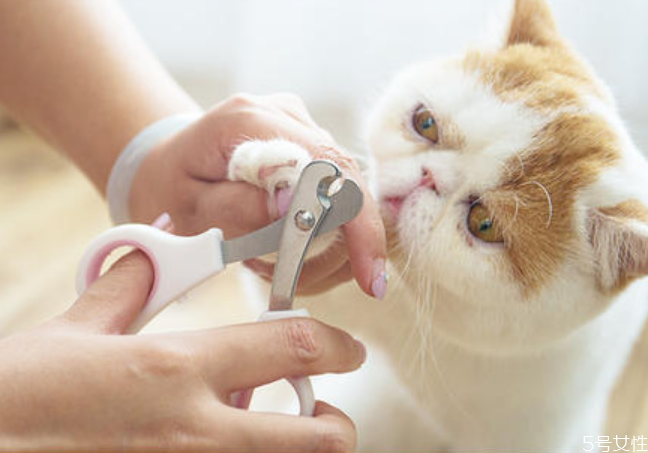 貓咪剪到血線怎么辦 貓剪指甲剪到血線的后果 貓咪剪到血線怎么辦 貓剪指甲剪到血線的后果