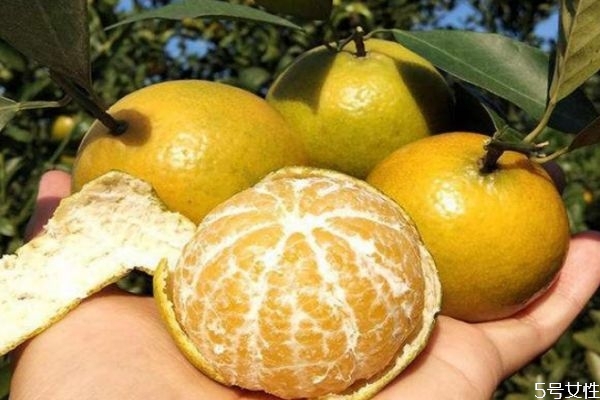 皇帝柑美白嗎 皇帝柑糖分高嗎 皇帝柑美白嗎 皇帝柑糖分高嗎