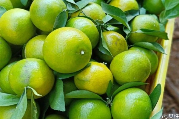 皇帝柑常溫可以放多久 皇帝柑可以放一個月嗎 皇帝柑常溫可以放多久 皇帝柑可以放一個月嗎