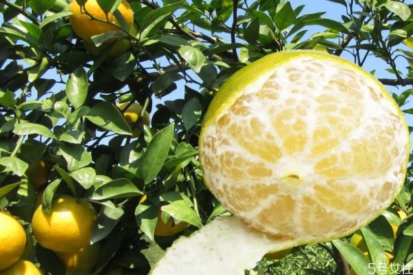 皇帝柑有沒有籽 皇帝柑上火還是降火 皇帝柑有沒有籽 皇帝柑上火還是降火