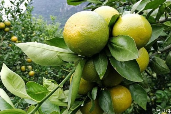 皇帝柑一天可以吃幾個(gè) 皇帝柑熱量高不高 皇帝柑一天可以吃幾個(gè) 皇帝柑熱量高不高