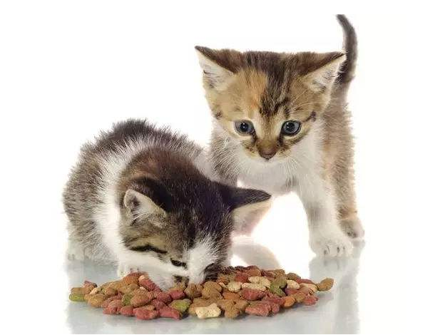 小貓會(huì)撐死嗎 怎么判斷貓咪吃撐了 小貓會(huì)撐死嗎 怎么判斷貓咪吃撐了