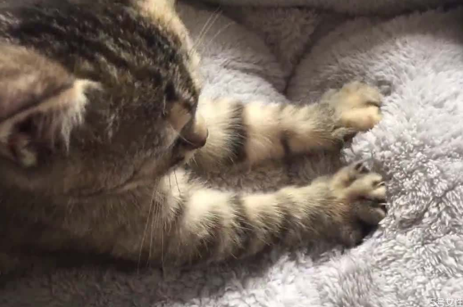 貓咪踩奶是什么意思 貓咪一邊呼嚕一邊踩奶 貓咪踩奶是什么意思 貓咪一邊呼嚕一邊踩奶