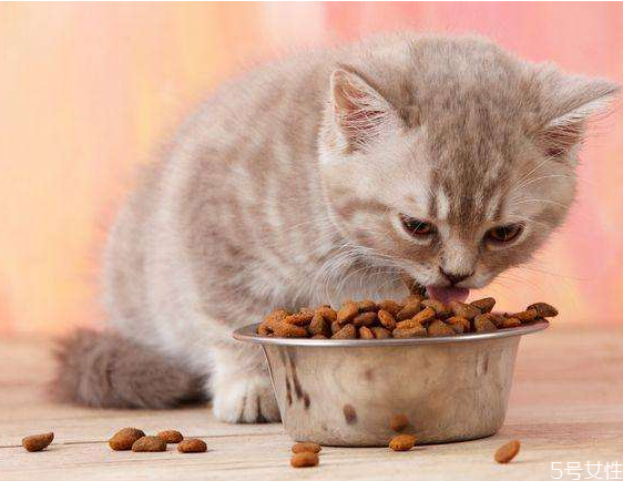 給小貓換糧要注意什么 小貓換糧拉稀有事嗎 給小貓換糧要注意什么 小貓換糧拉稀有事嗎