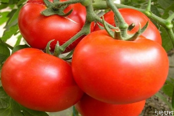 西紅柿天天吃有危害嗎 西紅柿的營養(yǎng)價值 西紅柿天天吃有危害嗎 西紅柿的營養(yǎng)價值