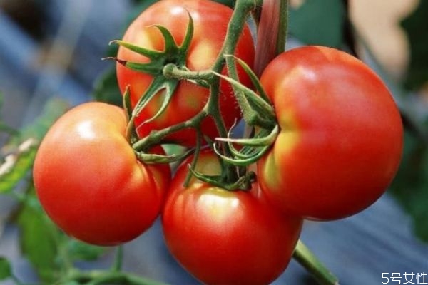 怎樣挑選西紅柿 挑選西紅柿的三個(gè)方法 怎樣挑選西紅柿 挑選西紅柿的三個(gè)方法