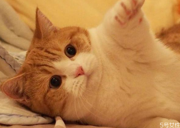 貓咪流產自己會好嗎 貓流產了怎么處理 貓咪流產自己會好嗎 貓流產了怎么處理