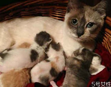 貓咪流產自己會好嗎 貓流產了怎么處理 貓咪流產自己會好嗎 貓流產了怎么處理